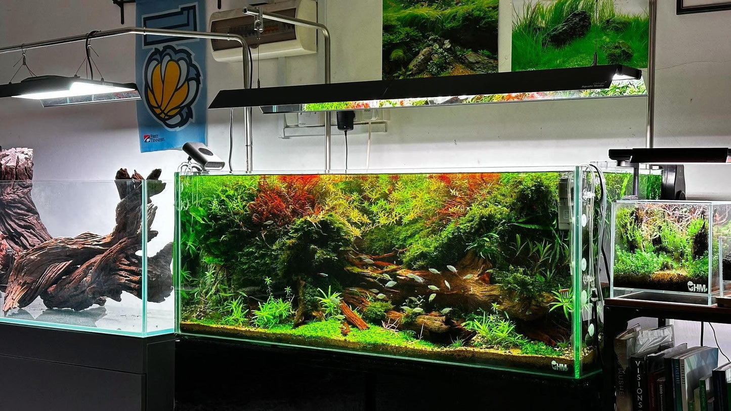 From Overwhelmed to Thriving: A Definitive Aquascaping Mindset Overhaul eBook