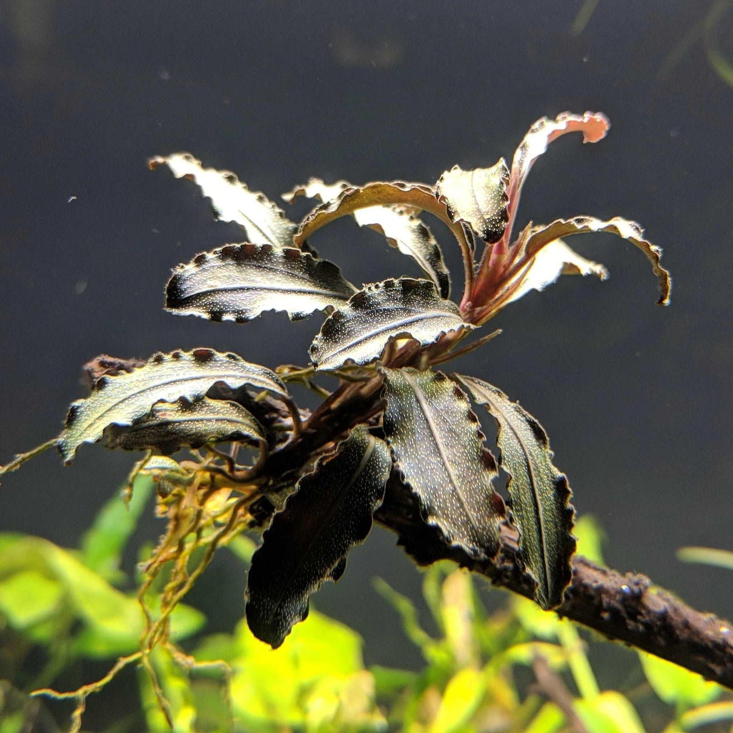 Bucephalandra Godzilla *Emerge grown* (Rare).