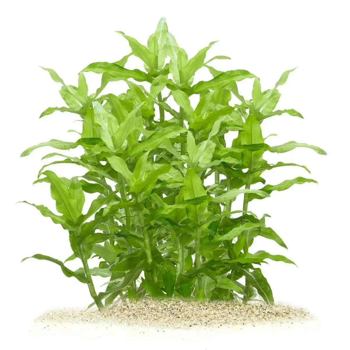 Floscopa cf. scandens (Rare) - The Nature Gallery