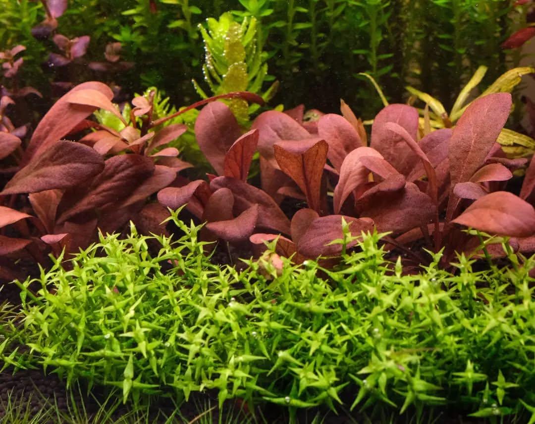 Red Water Rose - Lysimachia parvifolia (Samolus parviflorus) (Super Rare) - The Nature Gallery