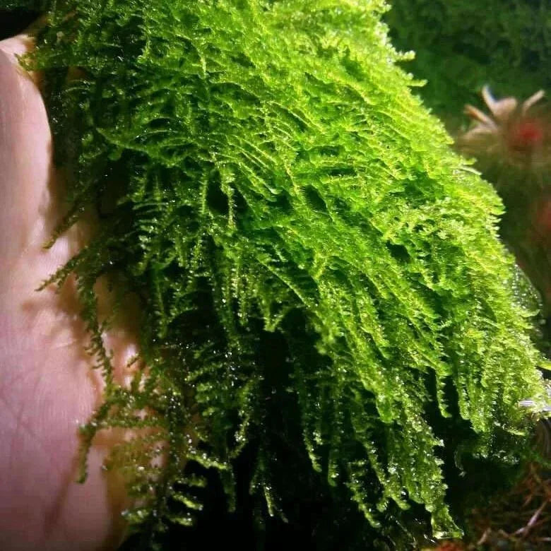 Weeping Moss (Vesicularia ferriei) (Rare).