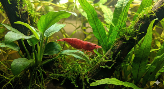 Cherry Shrimp 101!