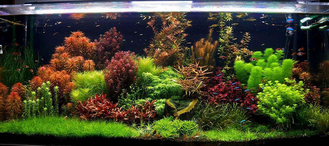 The Saucy Secrets To: The Ultimate Low Maintenence Aquarium!.