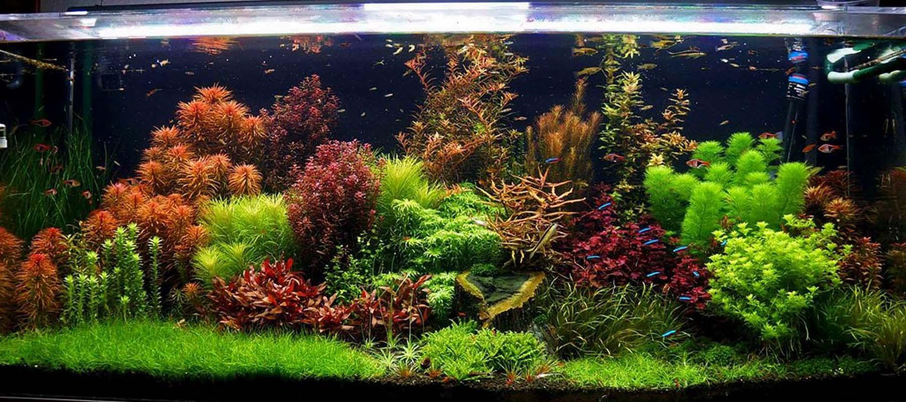 The Saucy Secrets To: The Ultimate Low Maintenence Aquarium!.