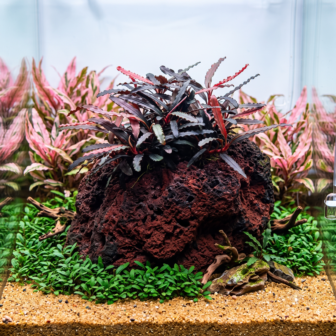 Red Velvet Bucephalandra on lava rock