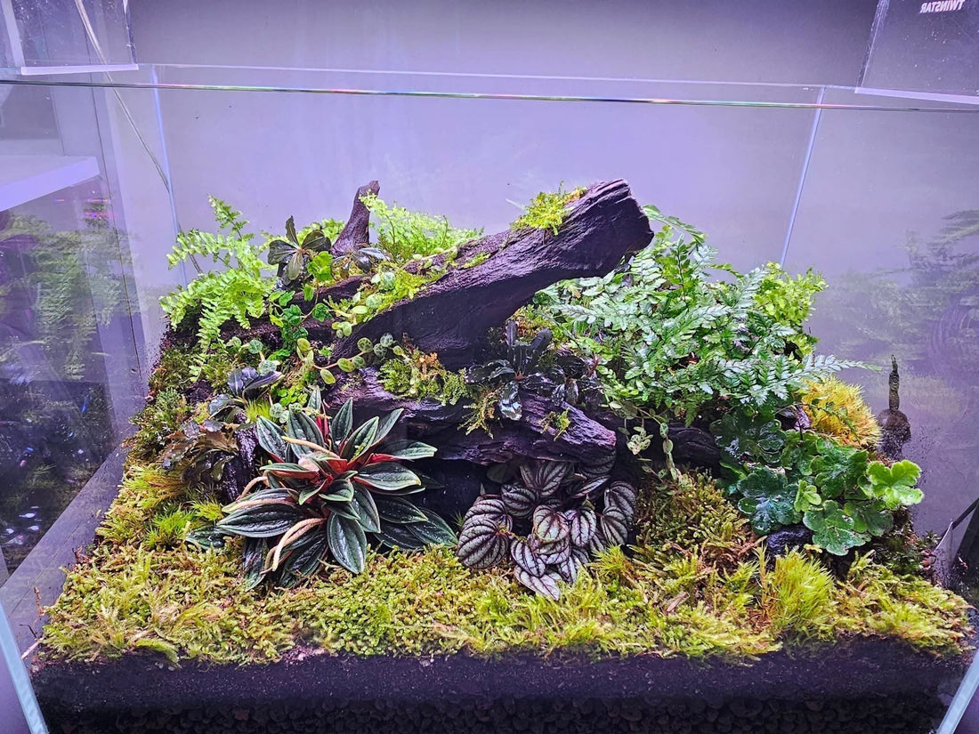 Crash Course AKA Carpeting Plants For Dummies!