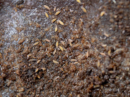 # Why Springtails Are Your Terrarium's Secret Weapon.