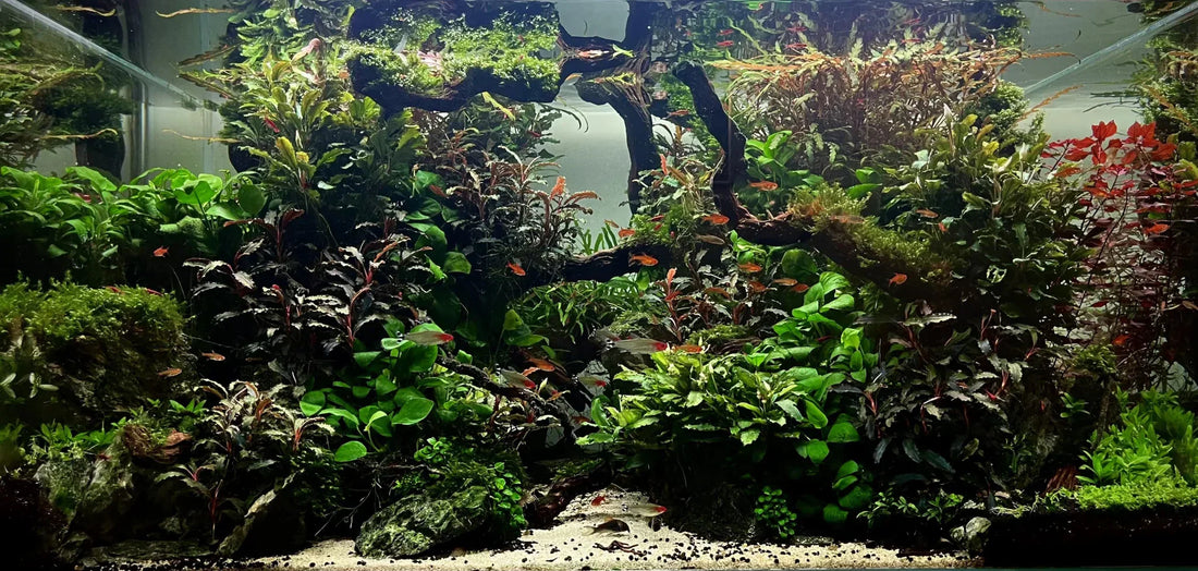 A Complete Guide to Keeping Aquarium Plants Healthy.