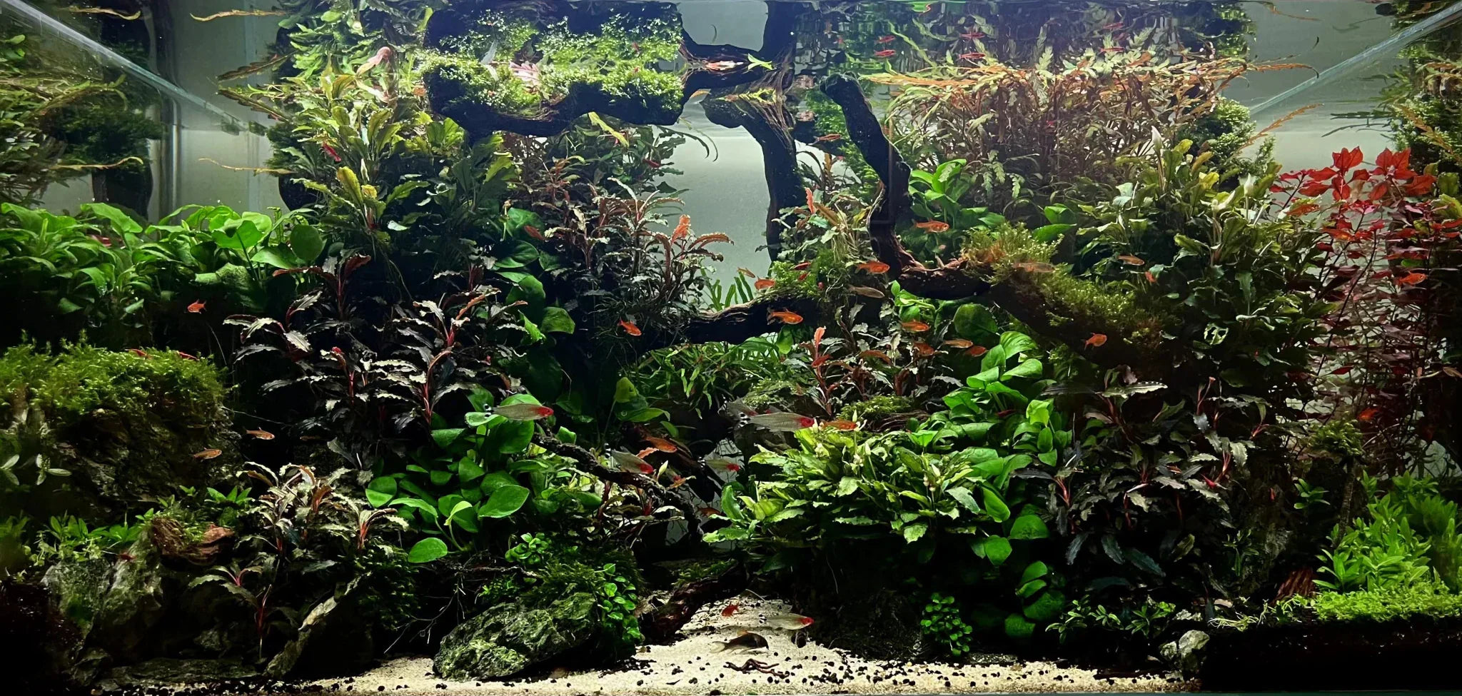 A Complete Guide to Keeping Aquarium Plants Healthy.