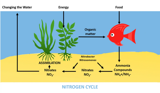 A Comprehensive Guide to Healthy Aquatic Life: The Nitrogen Cycle in Planted Aquariums.