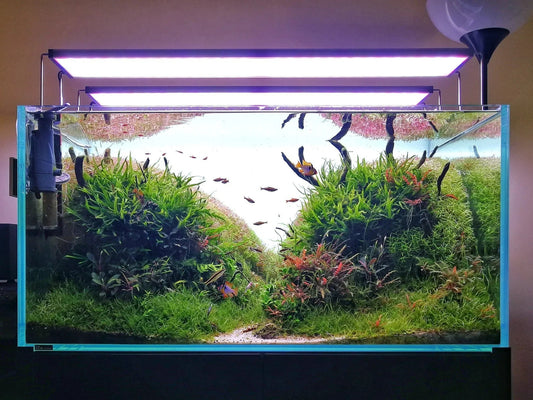 Using the Golden Ratio to Create an Aquascape Layout: A Guide to Beautiful Aquarium Design.