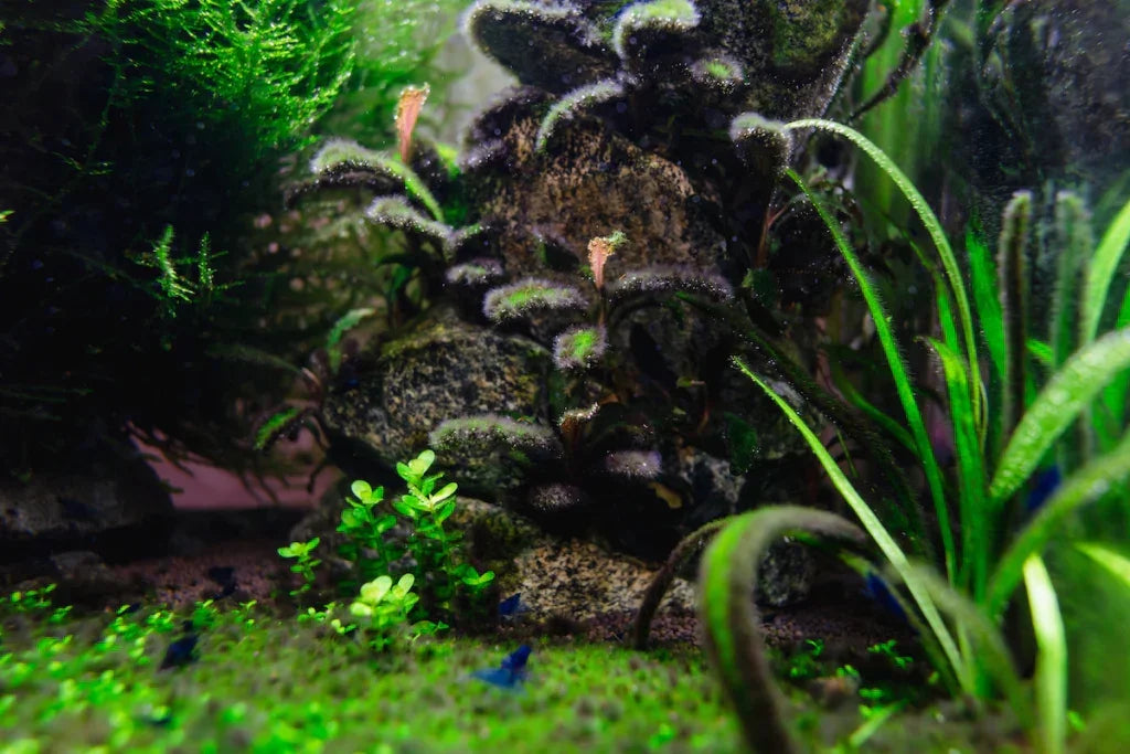 The Black Beard Algae Nightmare: How I Helped 1,000+ Aquarists Reclaim Their Tanks.