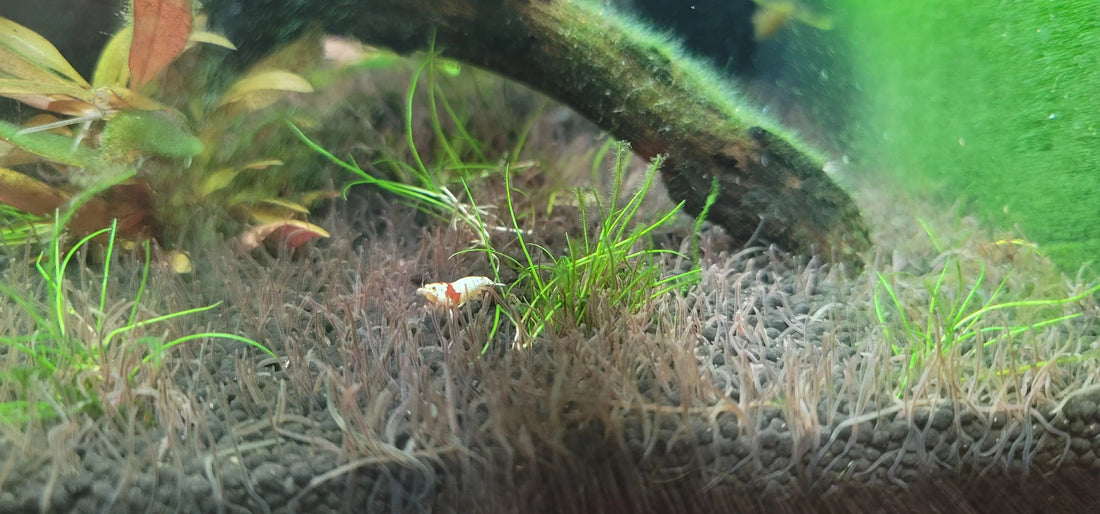 Snack-Sized Superstars: How Springtails, Daphnia, Blackworms Are Making a Splash in Aussie Tanks!.