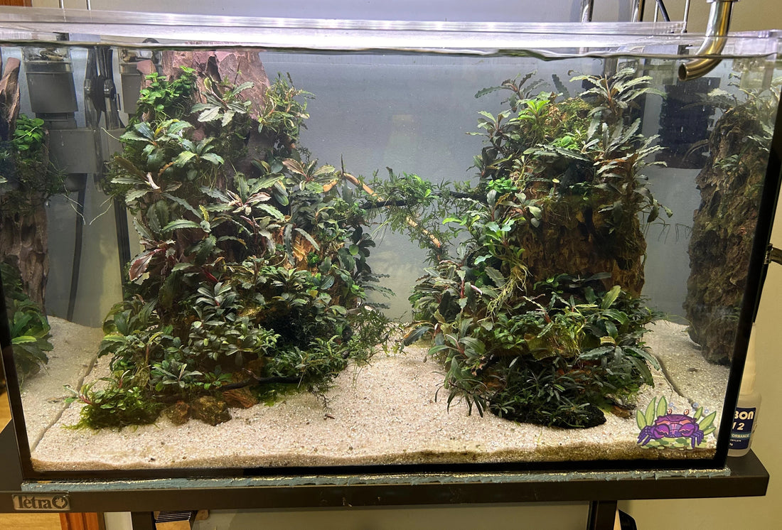 Planted Nano Tanks: Small Space, Big Energy.