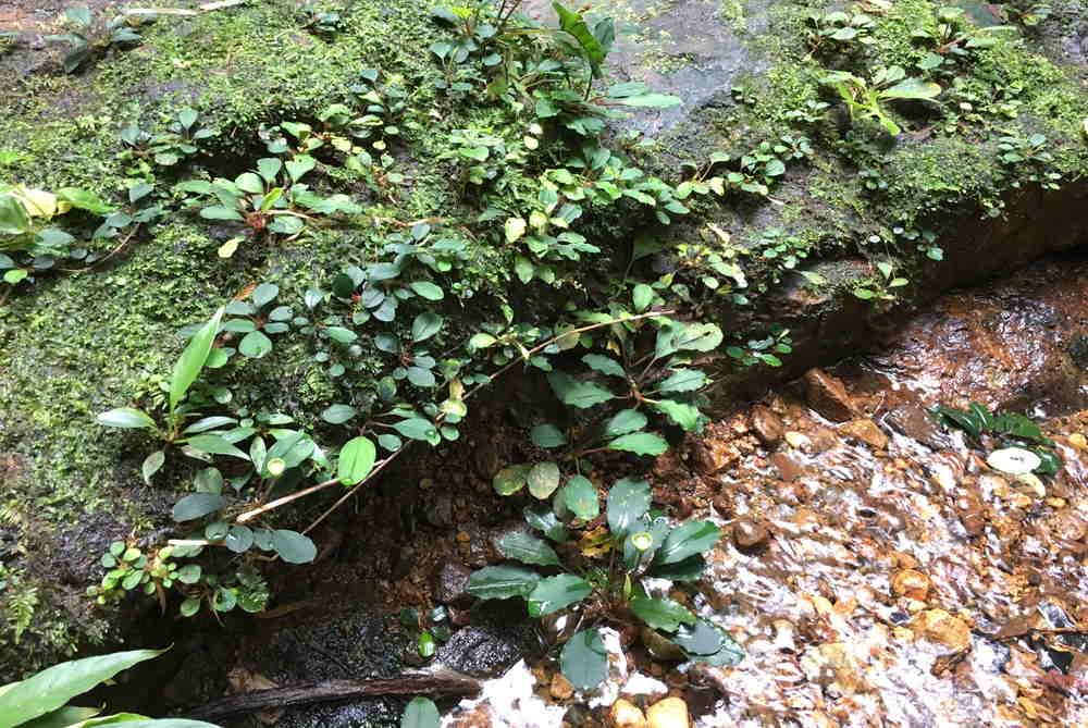 How to Grow Bucephalandra Like a Boss.