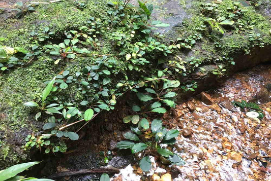 How to Grow Bucephalandra Like a Boss.