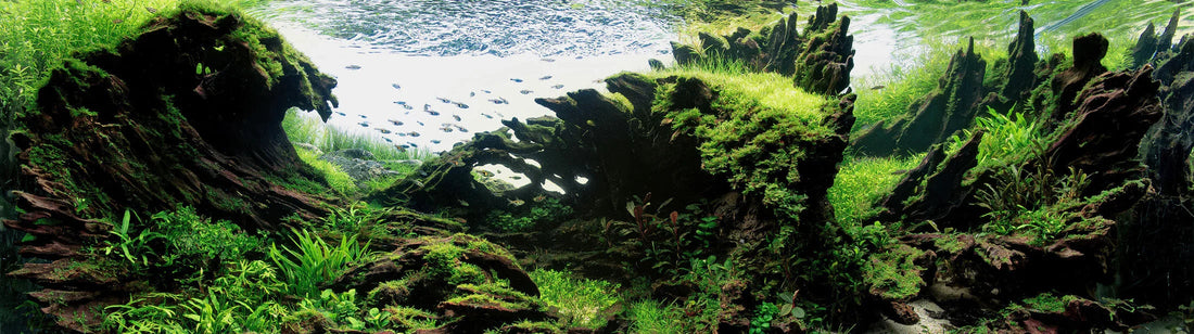 The 70% Rule: One Masterstroke Trick That Turns Your Aquarium Into an Algae-Fighting Machine.