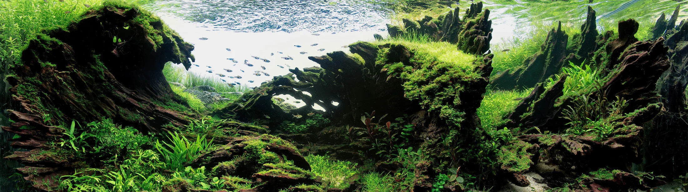 The 70% Rule: One Masterstroke Trick That Turns Your Aquarium Into an Algae-Fighting Machine.