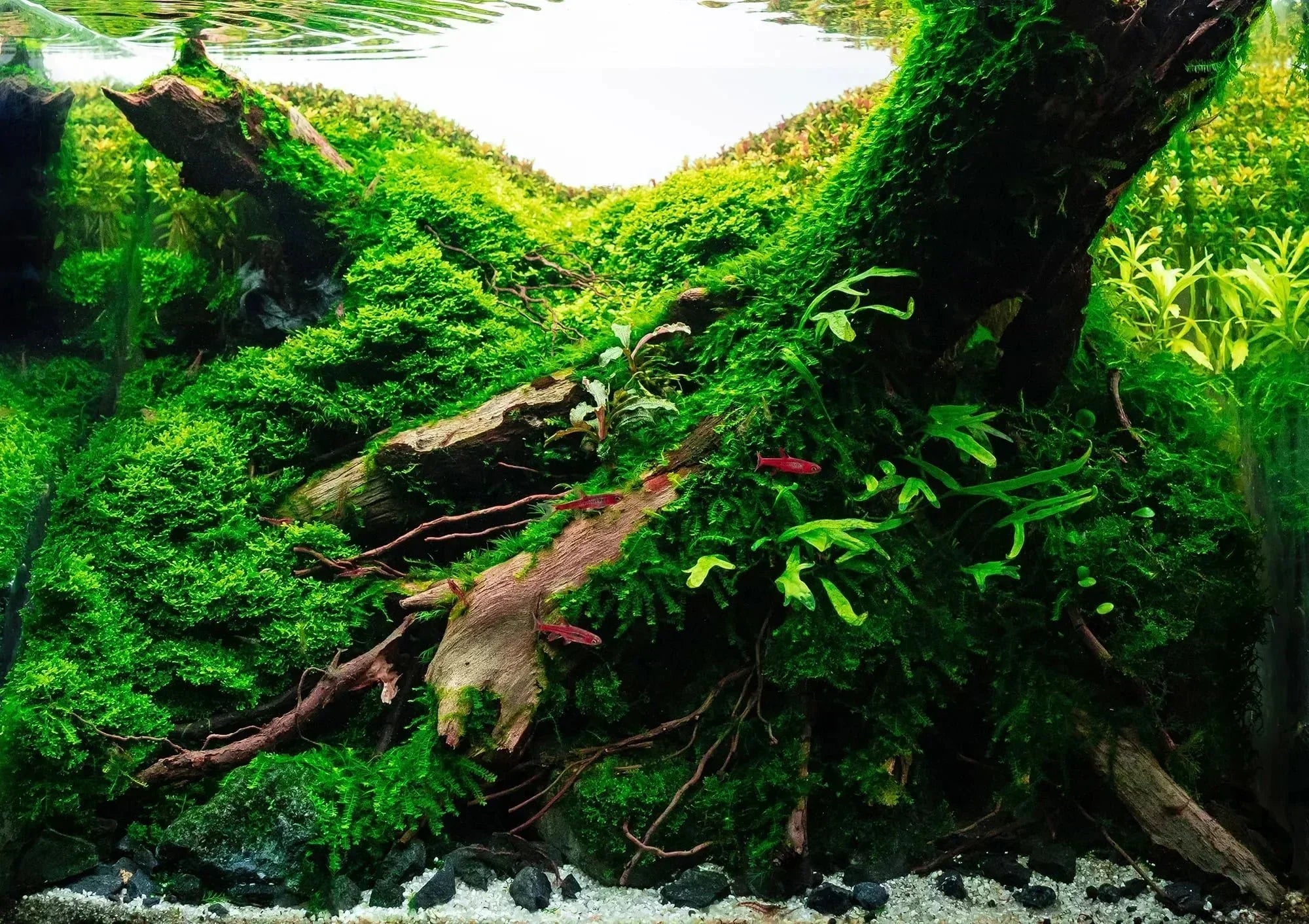Exploring The Different Types Of Substrate & The Benefits of a Deep Substrate in Your Planted Aquarium.