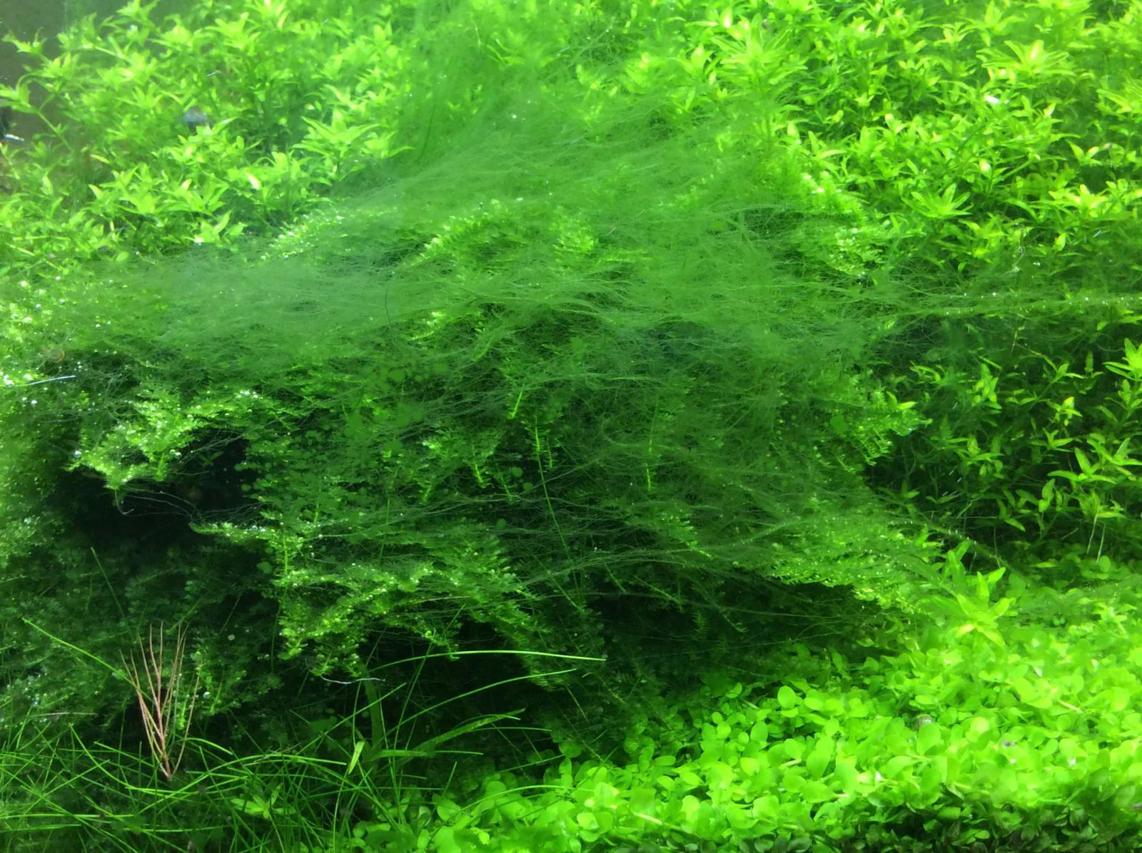 The Complete Guide to Conquering Filamentous Algae: From Disaster to Thriving Aquascape.