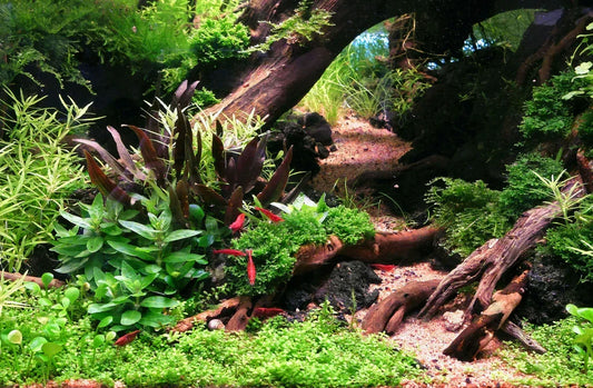 The 101 for Hardscape, for Every Aquarium Style.