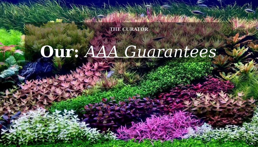 Our AAA Guarantees: For You