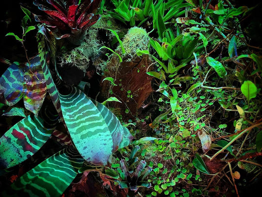 How to Create a Terrarium: A Detailed Guide on Constructing Your Own Tiny Garden.