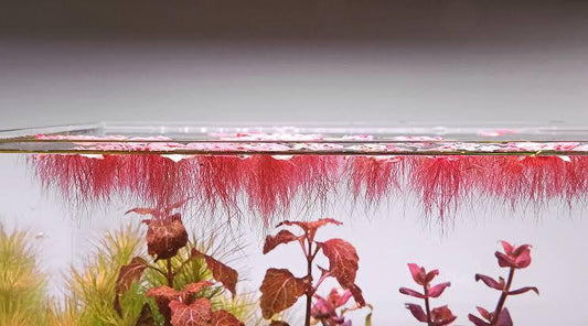 The Floating Life Rafts, in Your Aquarium!.