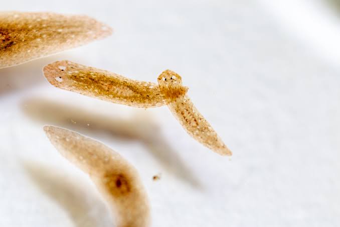 The Uninvited Guest: Planaria...