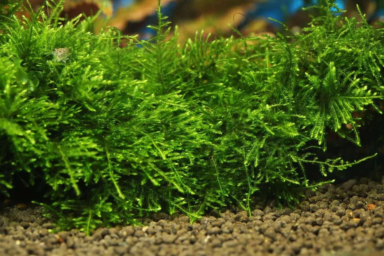 Complete Guide to Aquatic Mosses & the diversity of the world of mosses!.