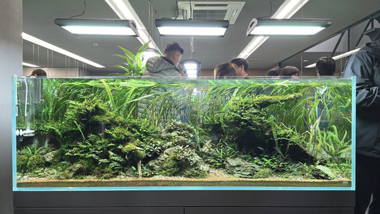 Learn how to select the best plants based on your lighting conditions. Discover which plants thrive in your aquariums unique light levels..