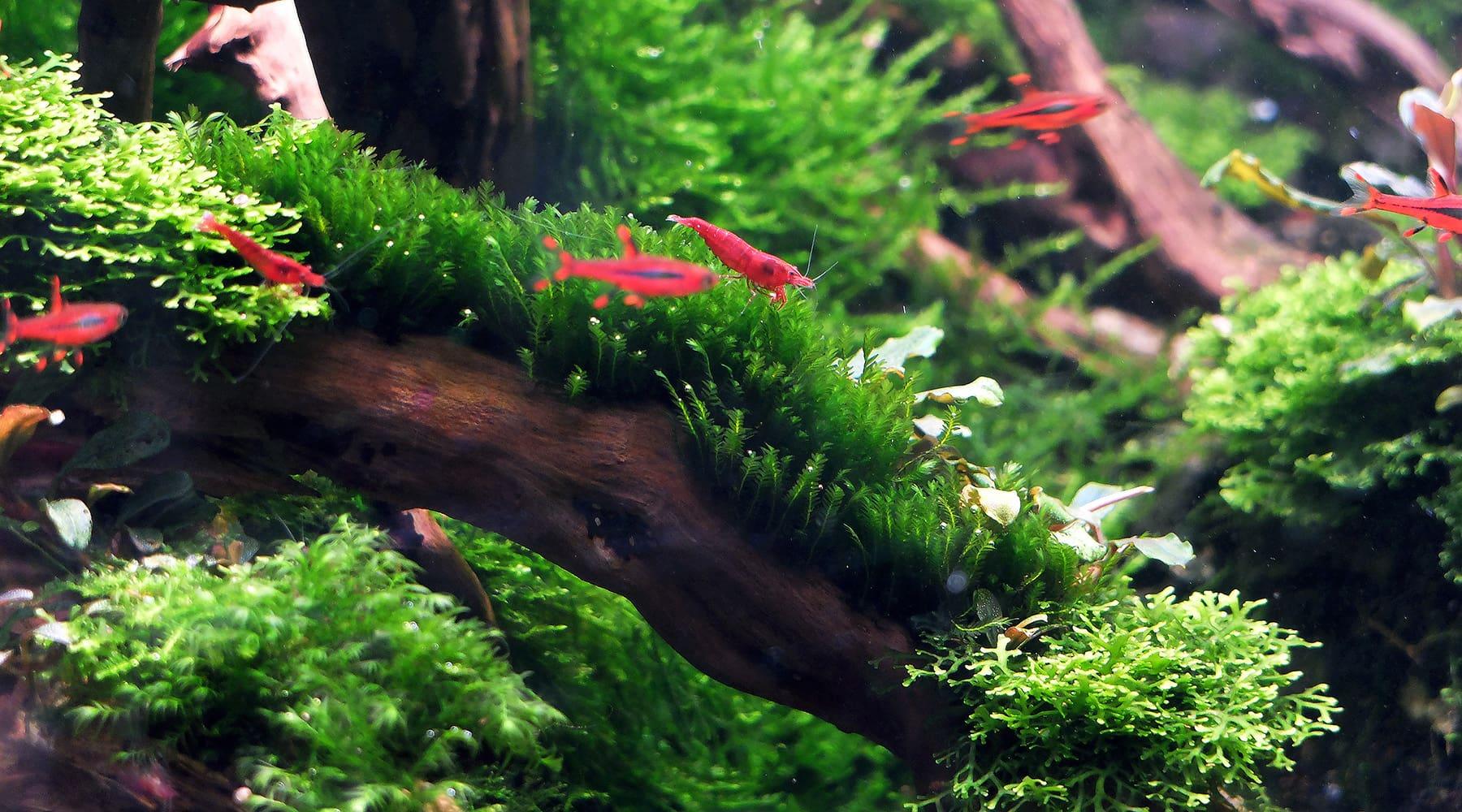 The Moss Blueprint Decoded.