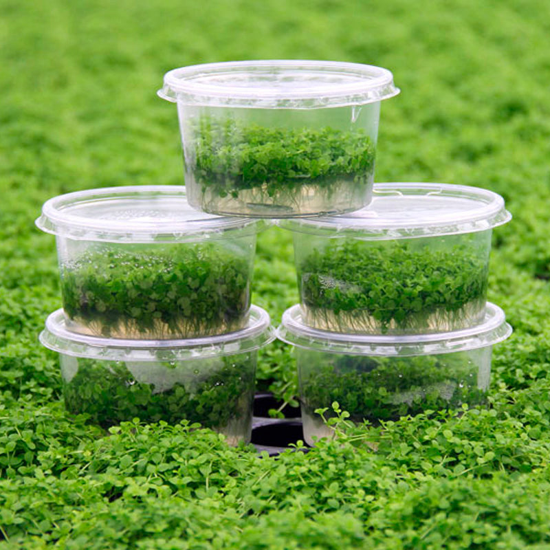 Stop Killing Your Carpet Plants: The No-BS Guide to Growing Lush Aquarium Floors (Even If You've Failed Before)