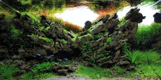 From Dead Plants to Thriving Ecosystems: The Real Stories Behind Australia's Most Trusted Aquatic Plant Destination.