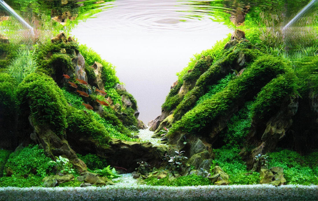 When to Fertilize Your Planted Aquarium: EI vs Lean Dosing Explained + The Nature Gallery Method.