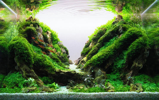 When to Fertilize Your Planted Aquarium: EI vs Lean Dosing Explained + The Nature Gallery Method.