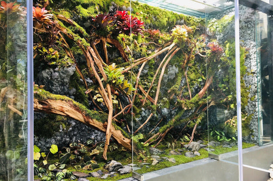 The Ultimate Guide to Creating a Thriving Bioactive Frog Setup.