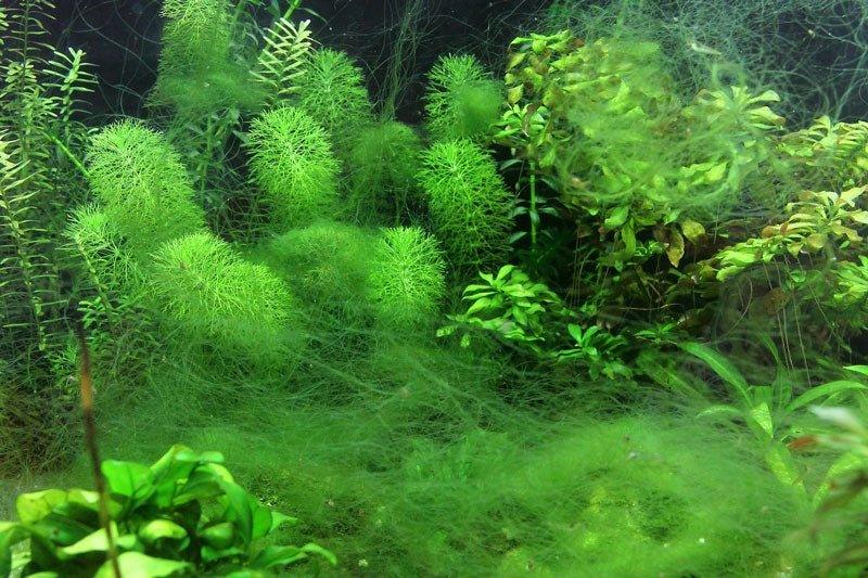 Understanding Managing Algae in Your Planted Aquarium.