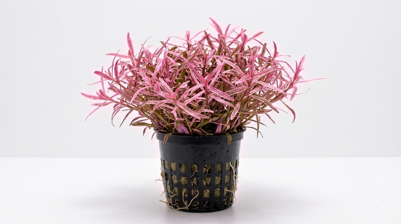 Rare plants and Mosses.