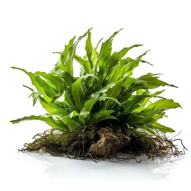 Cryptocorynes & Amazon Swords.