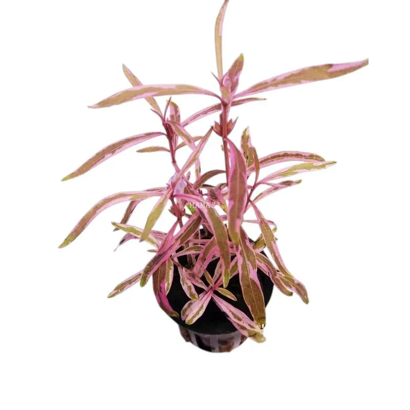 Rare plants and Mosses.