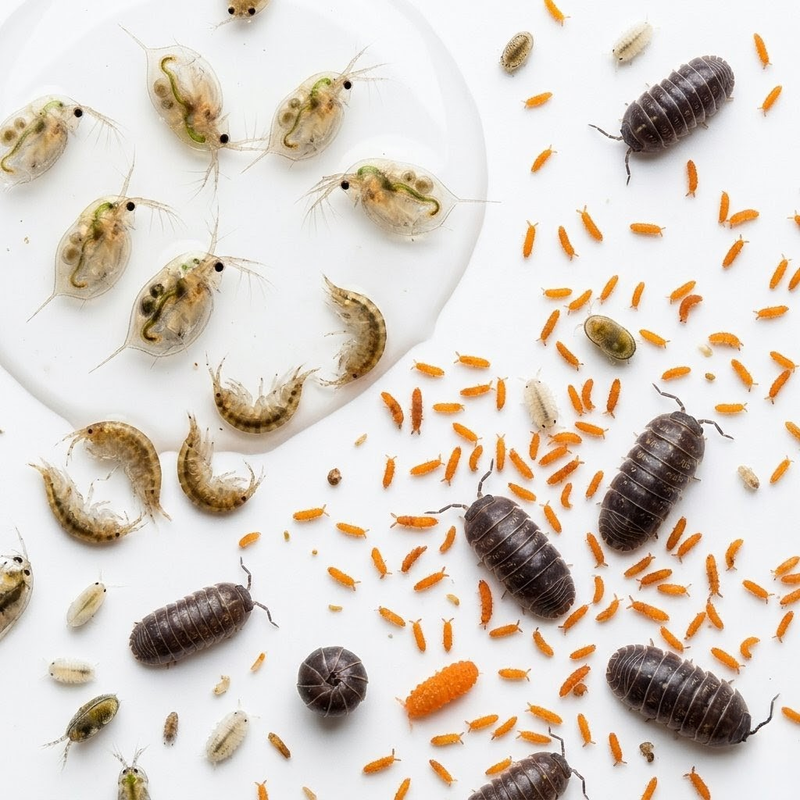 Live Food Cultures & Micro-organism Janitors