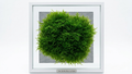 Mini Spiky Moss Attached To A 5x5cm Mesh (Rare)
