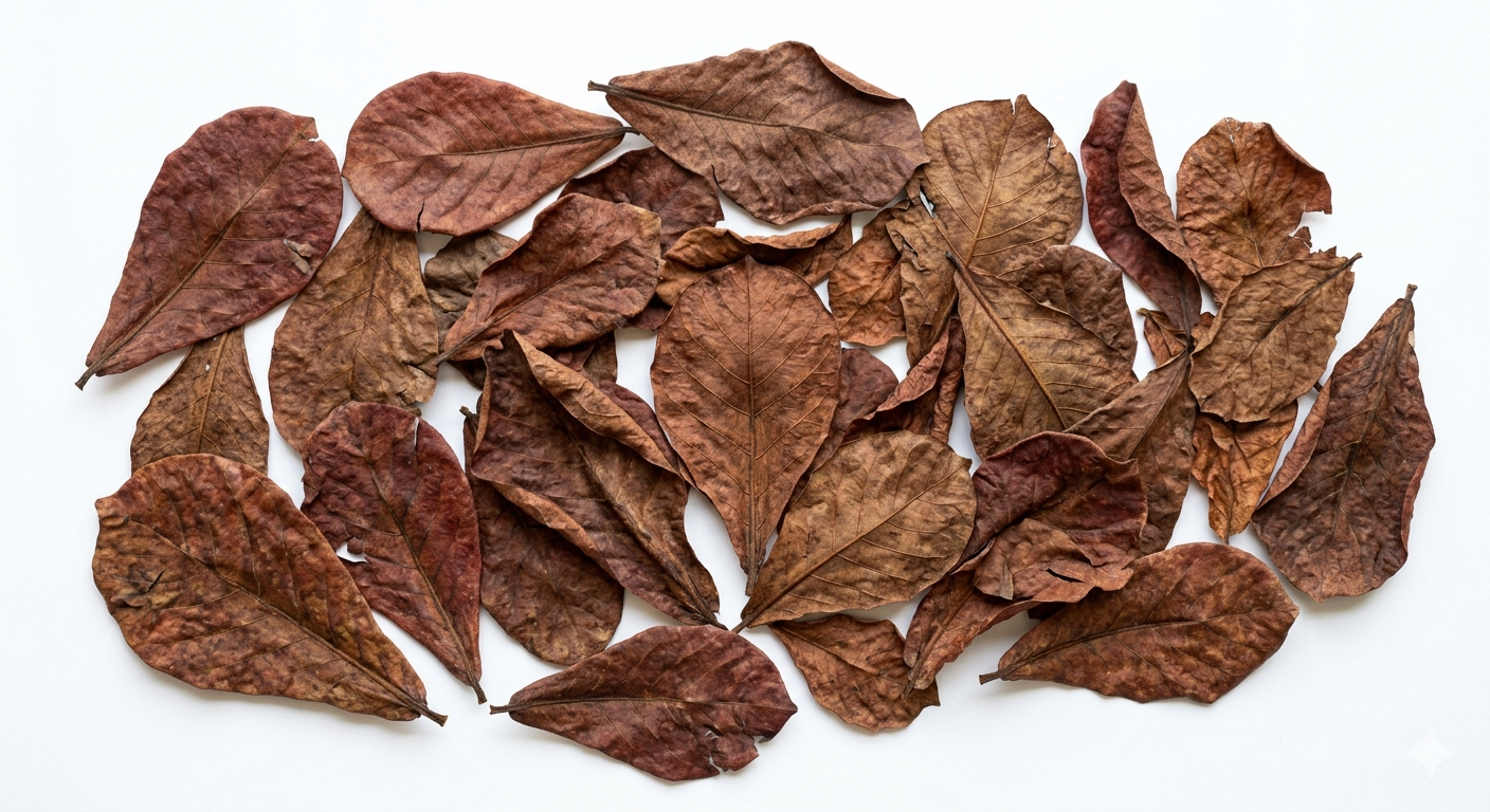 Premium Indian Almond Leaves (50-75 Grams)