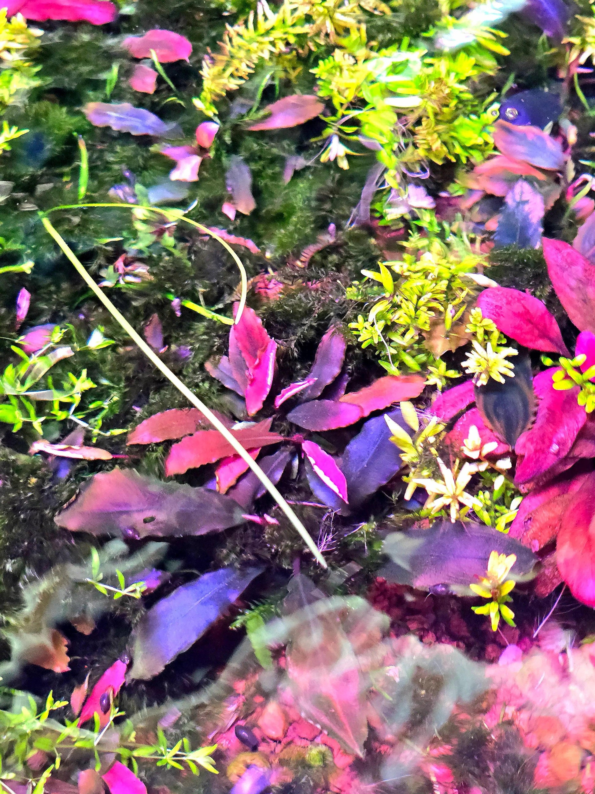 Bucephalandra Splendour Purple (Super Rare).