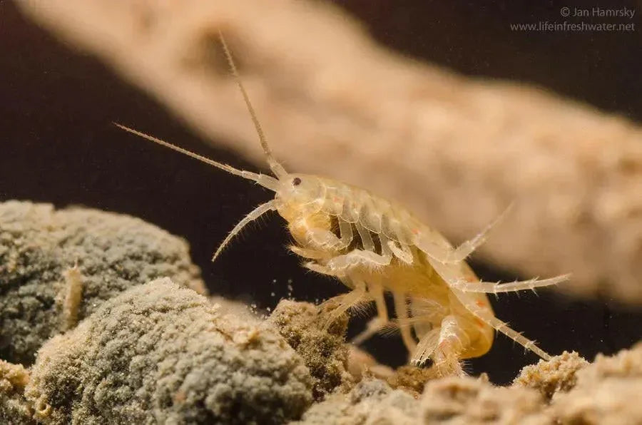 25 Pack of Scuds (Amphipods).