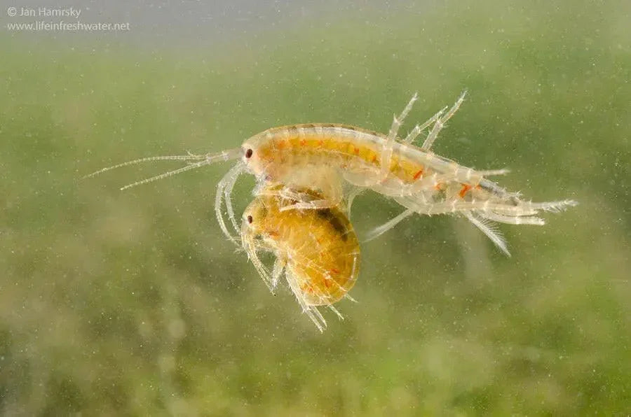 25 Pack of Scuds (Amphipods).