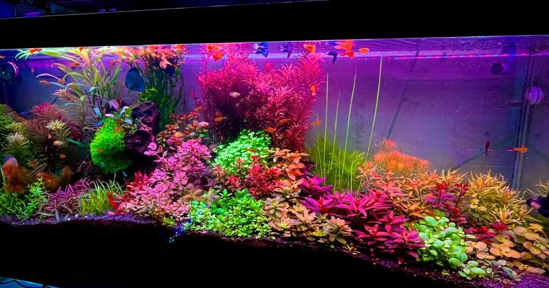 Mixed Stem Plants (5 Pack).