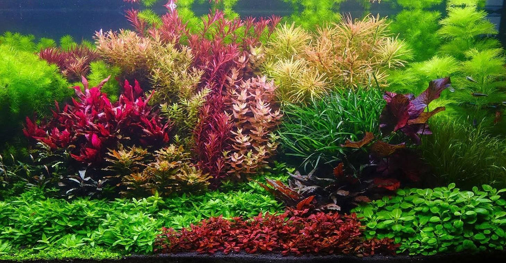 Mixed Stem Plants (5 Pack).