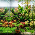 NSW Water Fern (Super Rare)